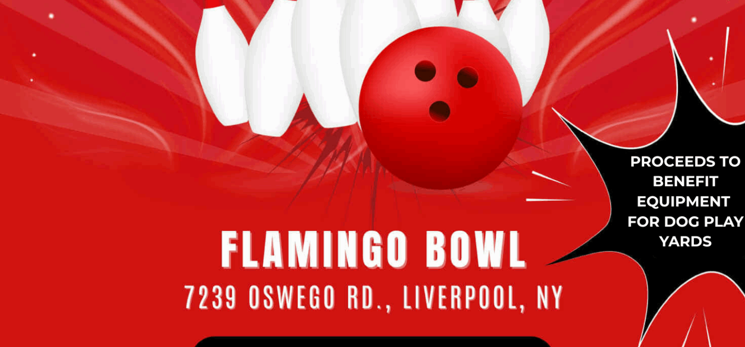 Pins-4-Paws Team Registration