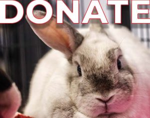 Donate text with rabbit face